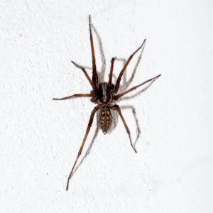 Dedetizadora Expansão Araçatuba SP, dedetização baratas, dedetização aranhas, dedetização de escorpiões, dedetização carrapatos, Controle de pomb (1)